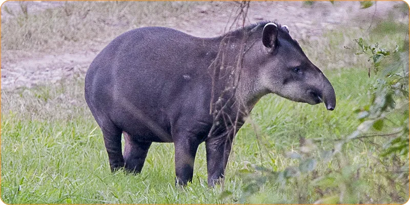 anta tapir