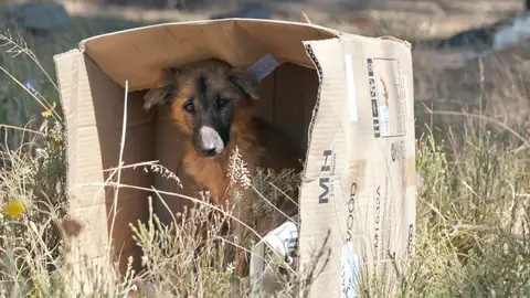abandono de perro