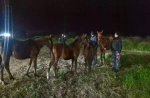 caballos