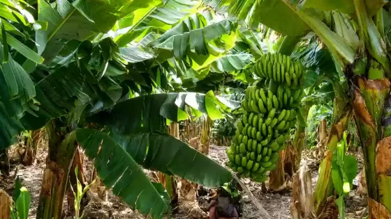 banana