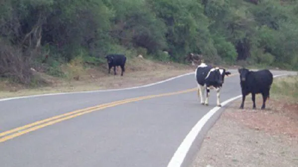 multimedia.miniatura.ad584173b0a27286.YW5pbWFsZXMgc3VlbHRvc19taW5pYXR1cmEuanBn