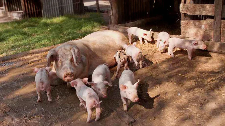 cerdos chancho