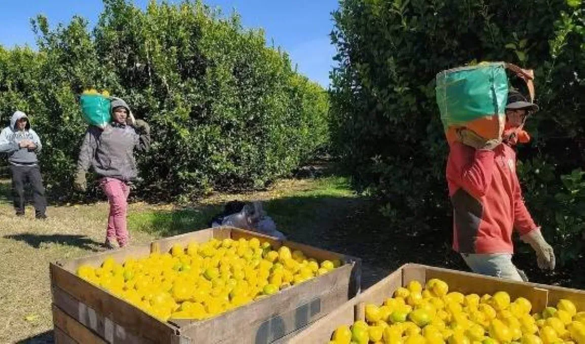 limones