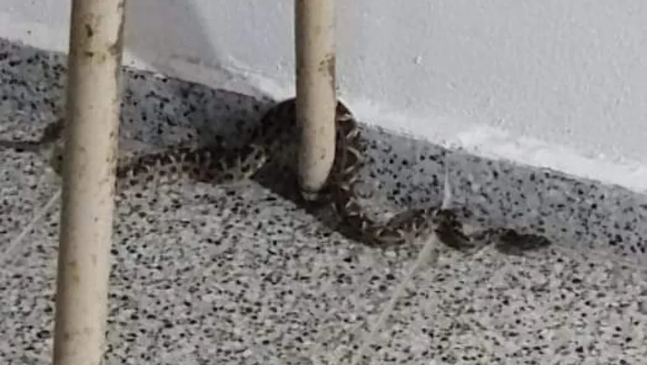 IMG_20240307_121754_(930_x_525_píxel)