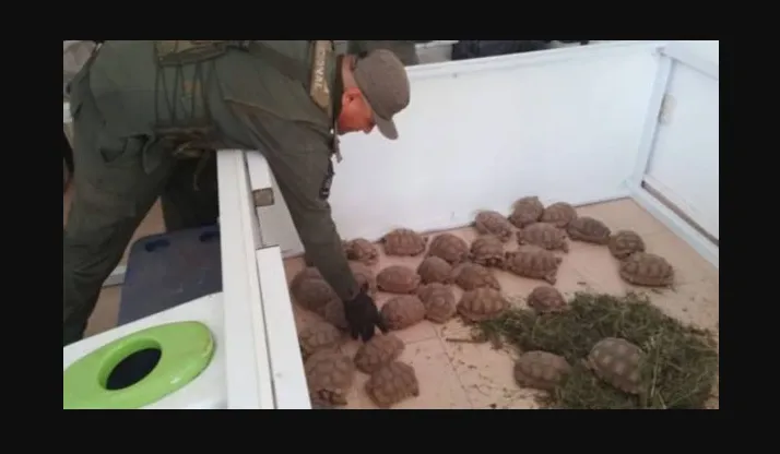 tortugas sal