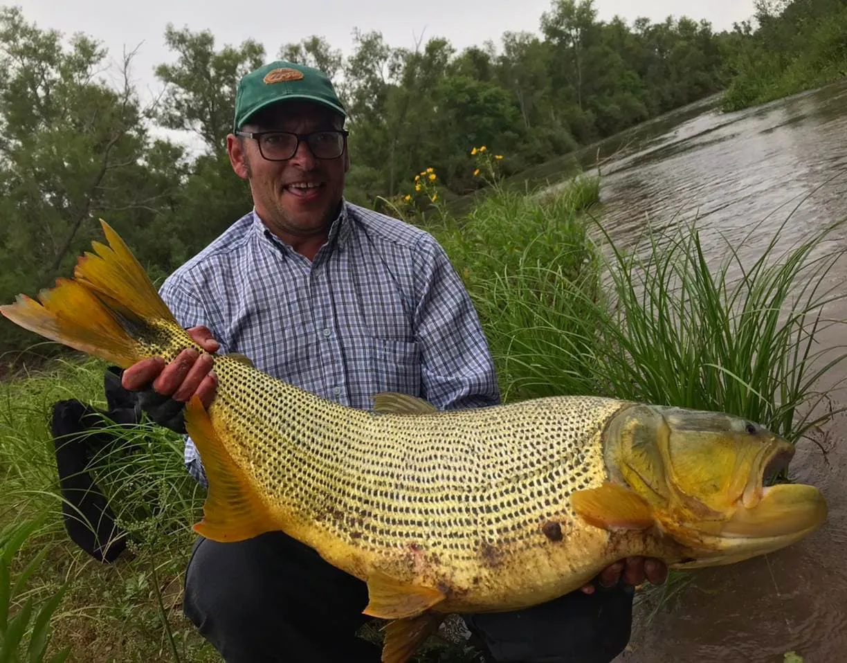 Dorado en río Juramento
