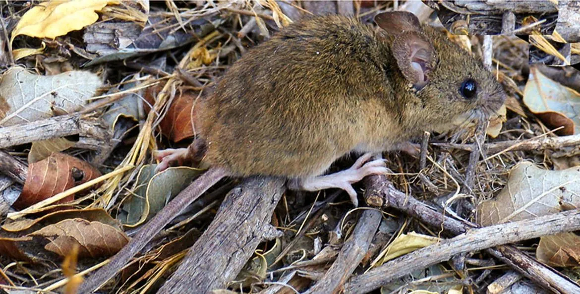 Ratas hantavirus