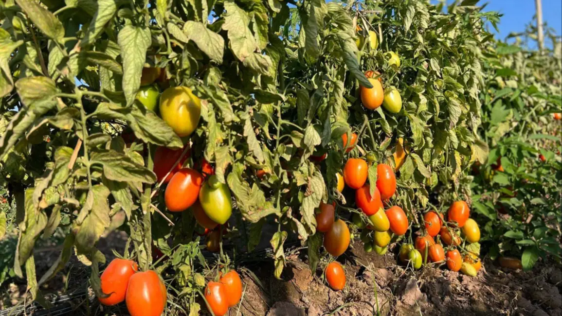 tomate