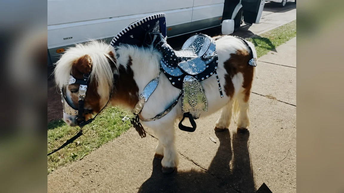 Poni