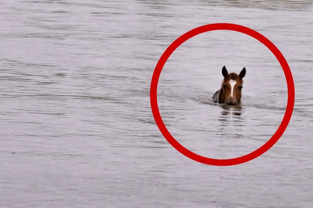 FB_IMG_1773780799706