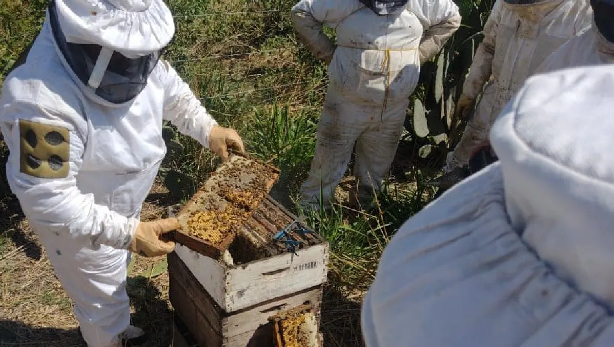 Apicultores