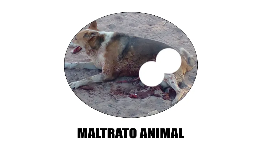 MALTRATO ANIMAL