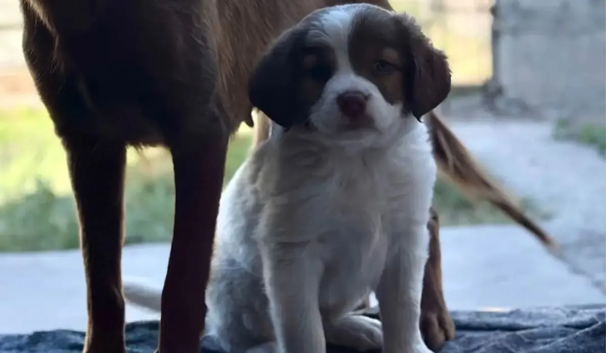 Mascota Extraviada