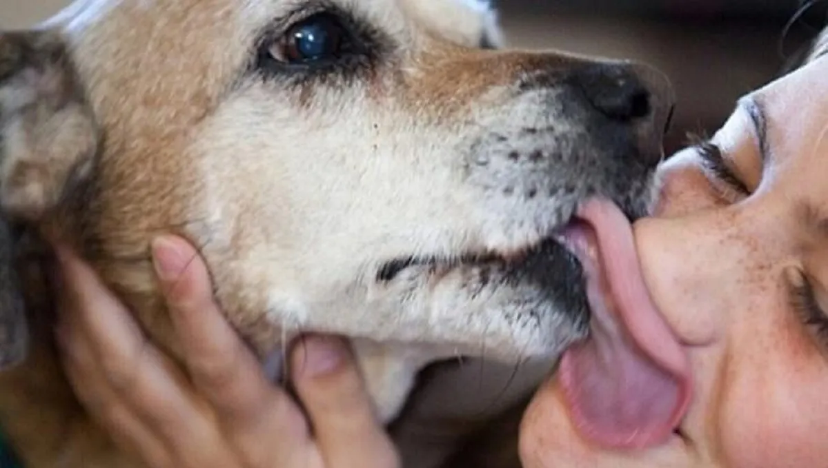 perro