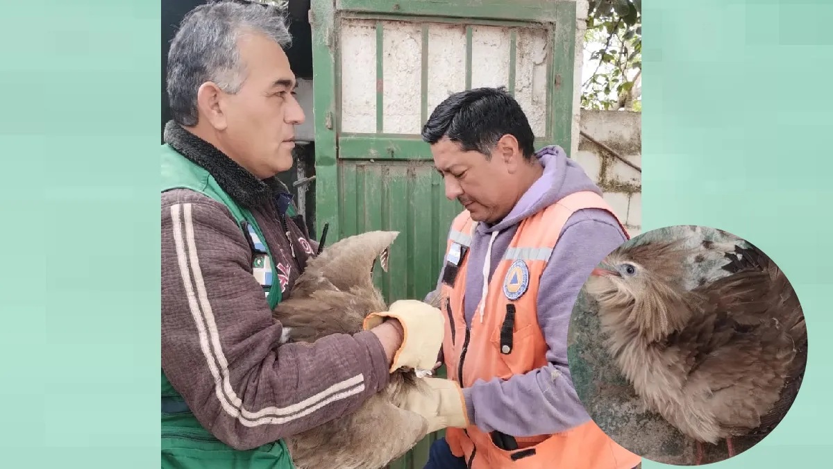 Rescate de Chuña en Metán