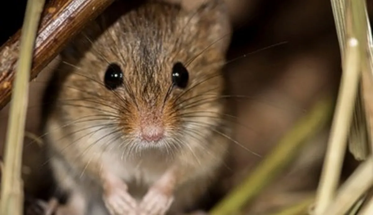 Rati