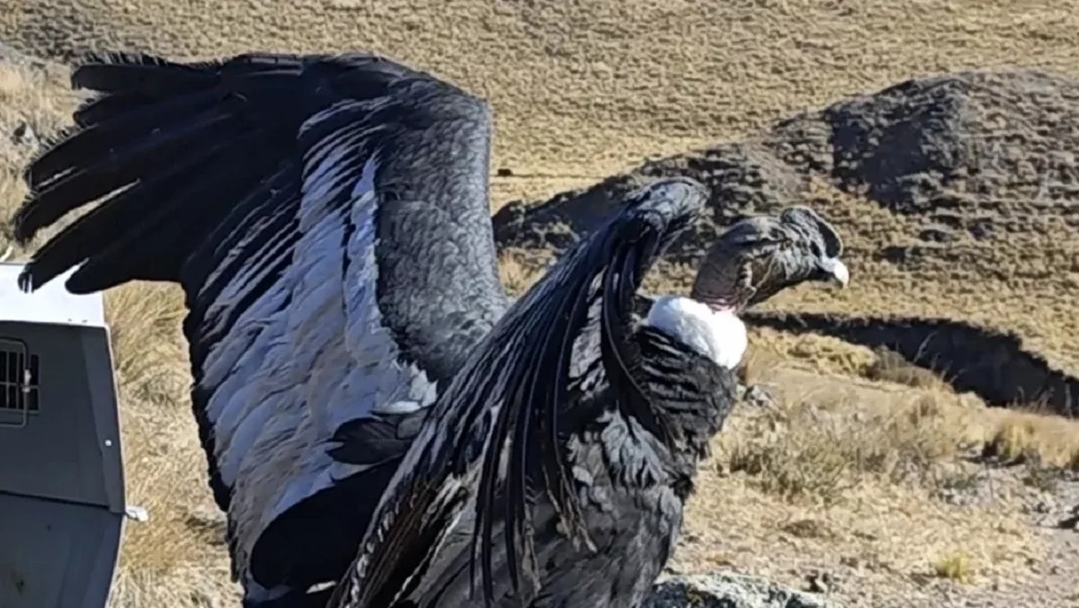 Cóndor 2