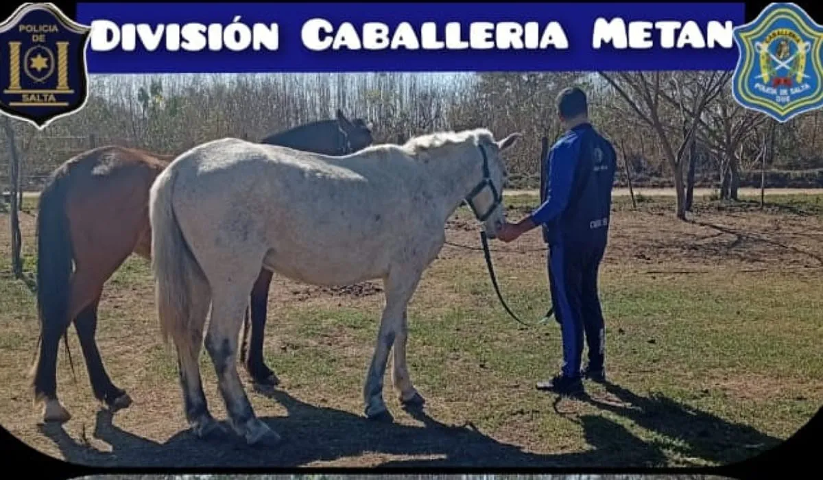 Div. Caballería (4)