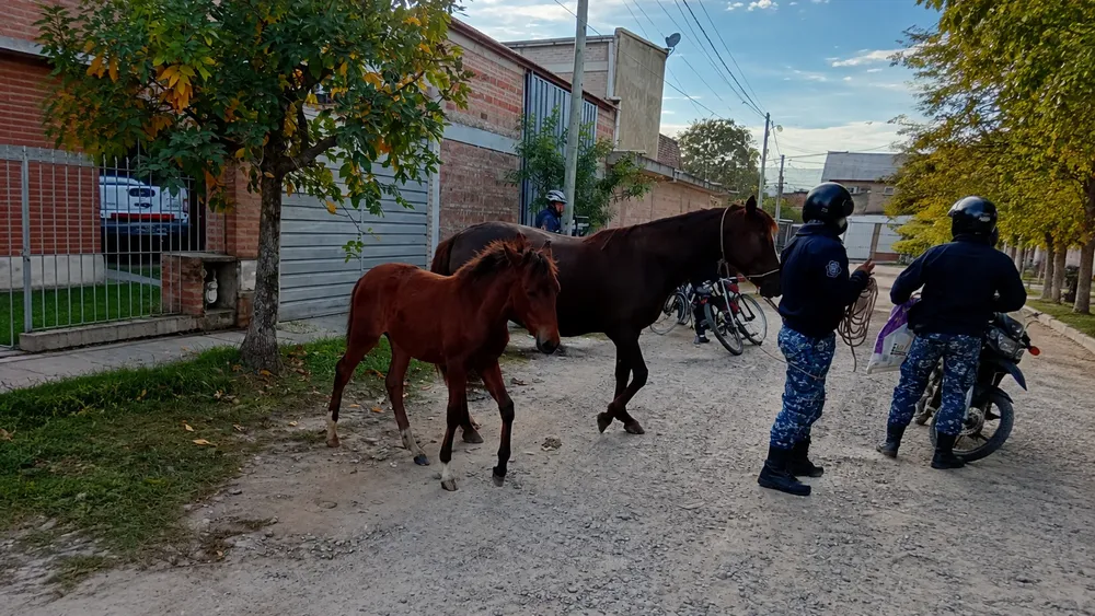 Animales sueltos