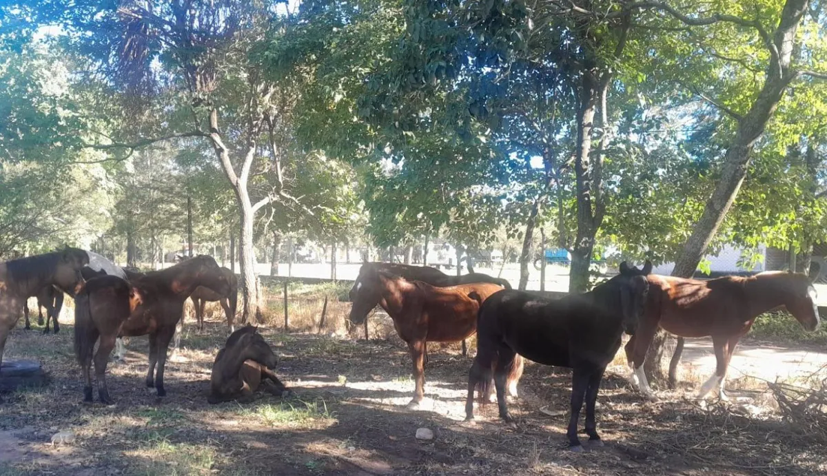 Animales sueltos