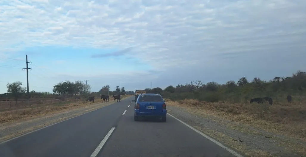 caballo suelto jvg