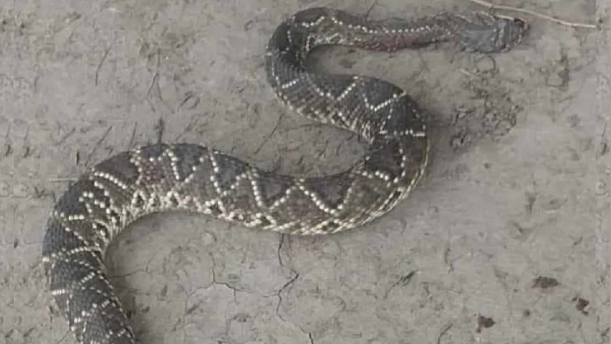 438255462_2507119286157775_3355803619931731502_n