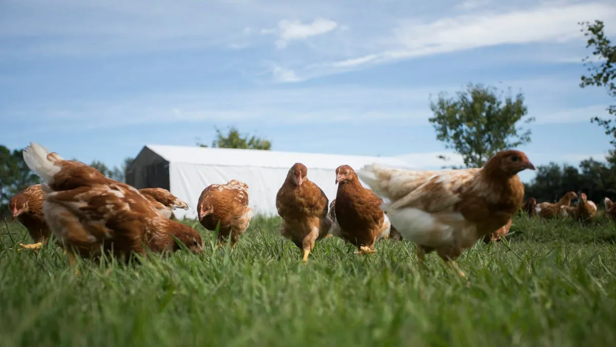 Gallinas