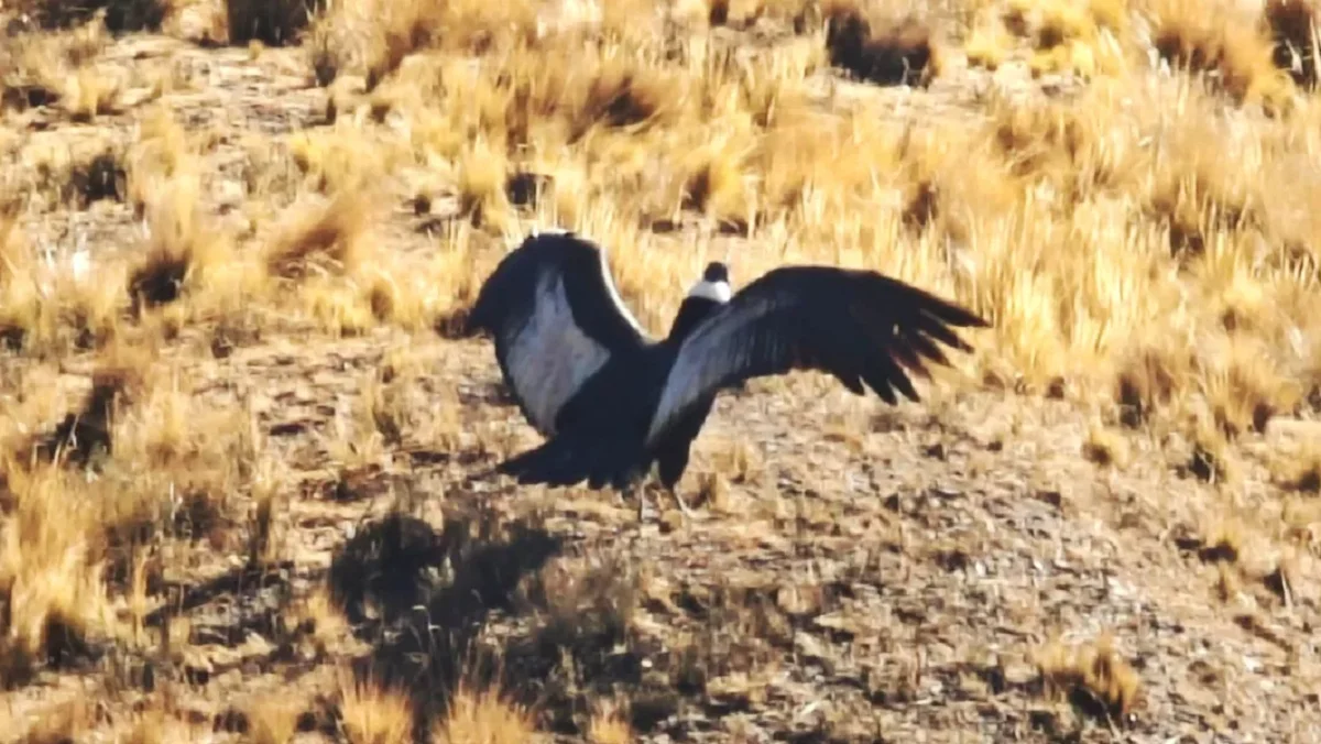 Cóndor