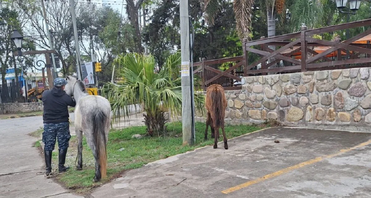 equinos (2)
