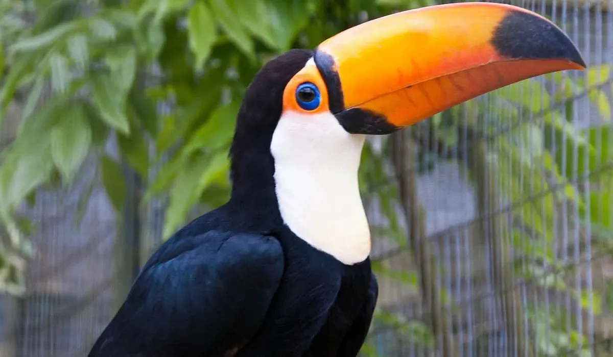 Tucan