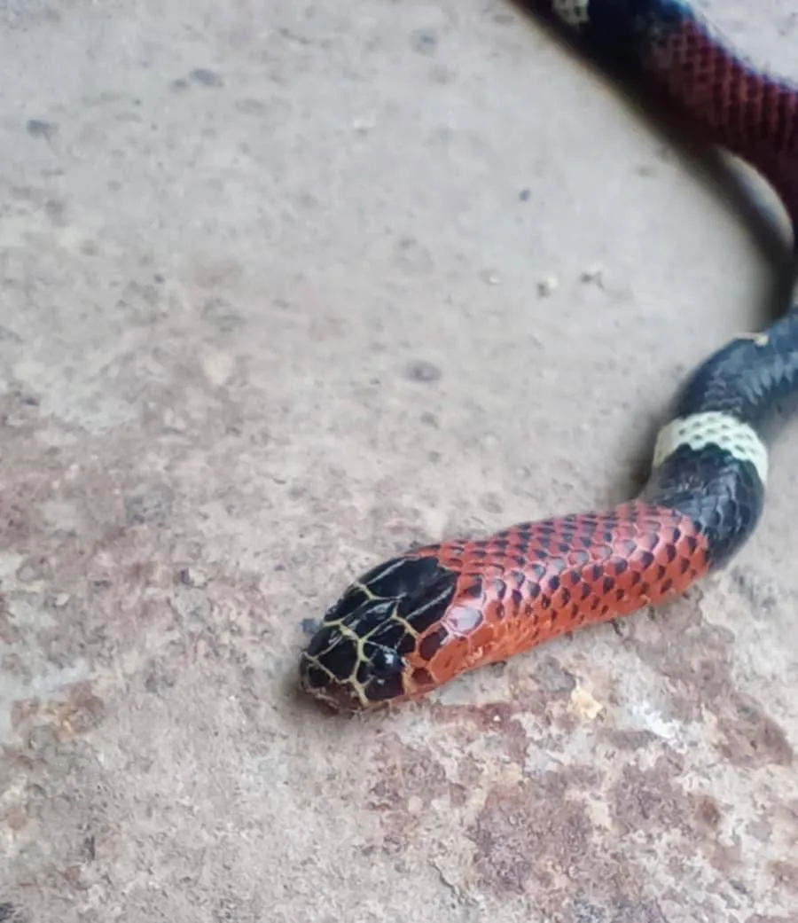 471373883_2720820338121001_922912487681004799_n