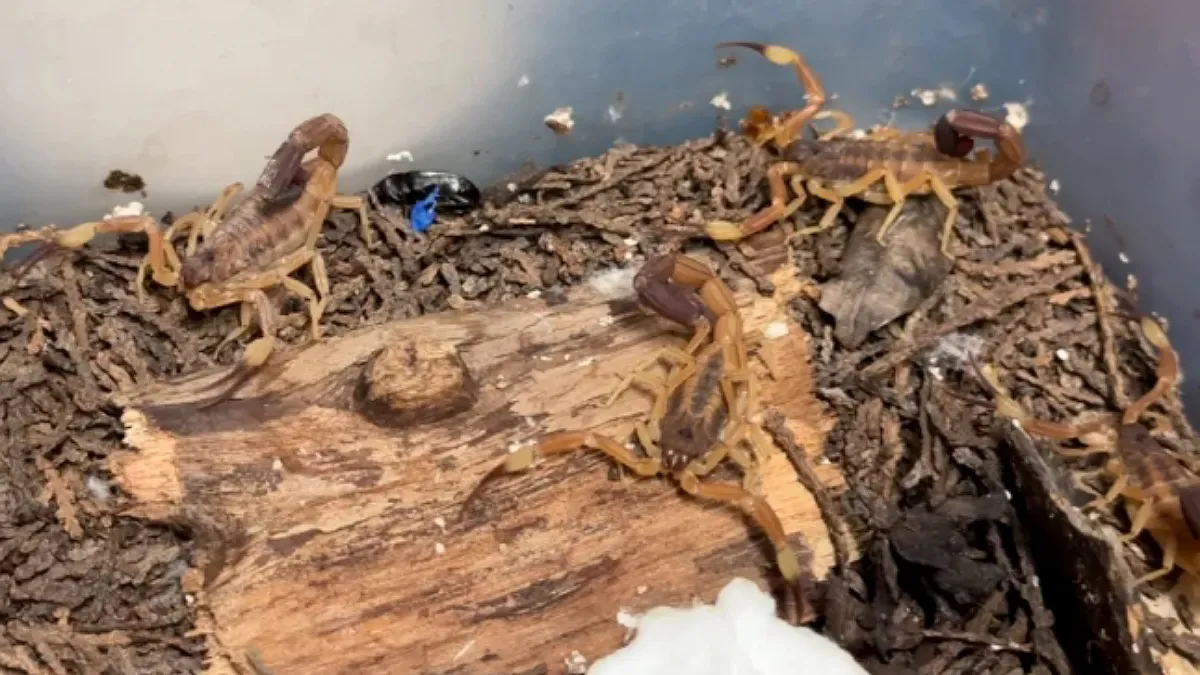 IMG_20250205_185436_(1200_x_675_píxel)