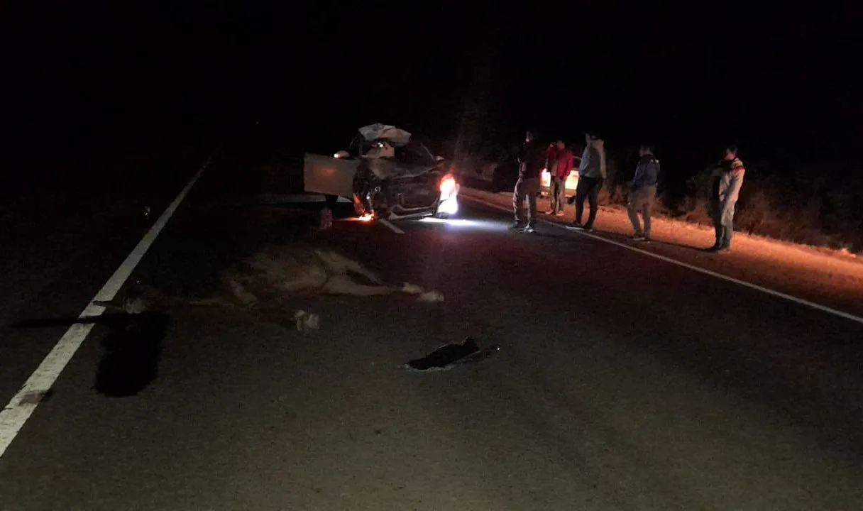 Accidente ruta 16 por animales sueltos