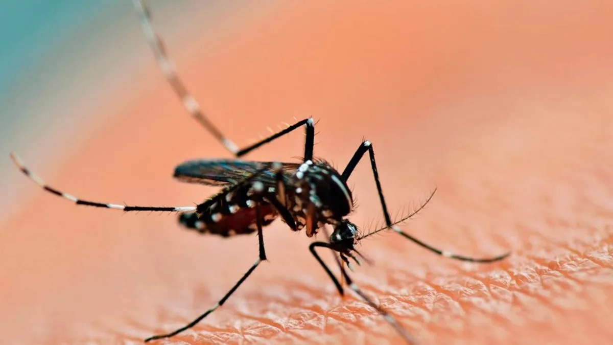 dengue