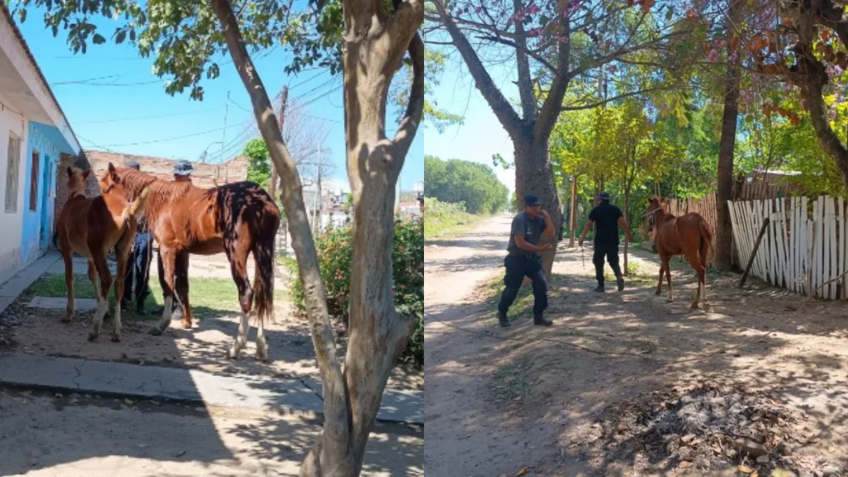 caballos