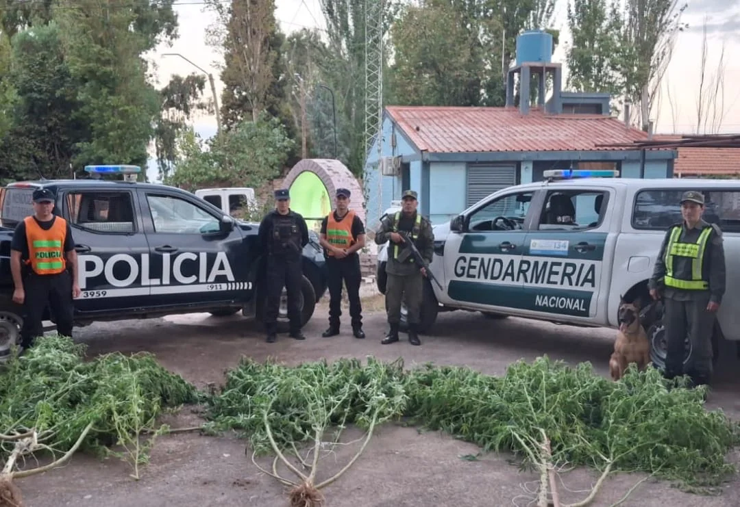 plantas_de_marihuana_en_mendoza
