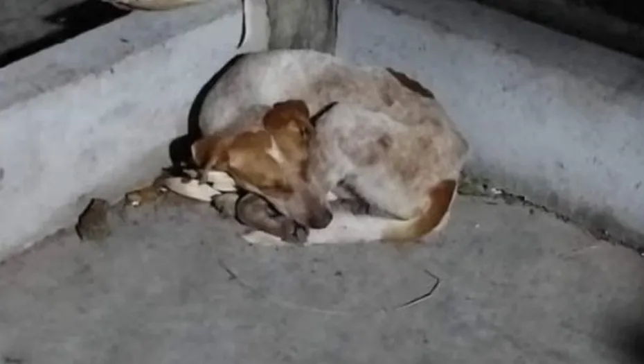 IMG_20241118_152417_(930_x_525_píxel)