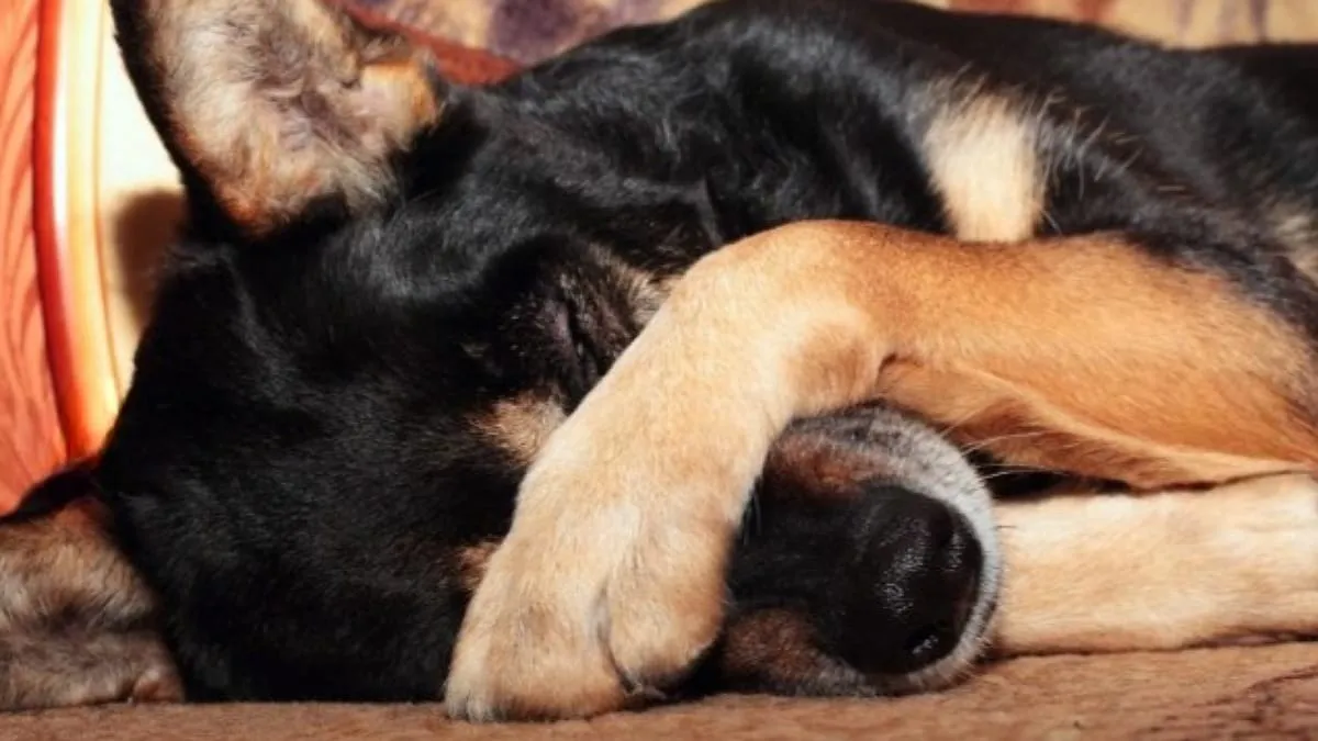 Perrito