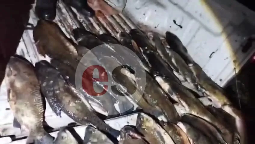 Peces Lacustre