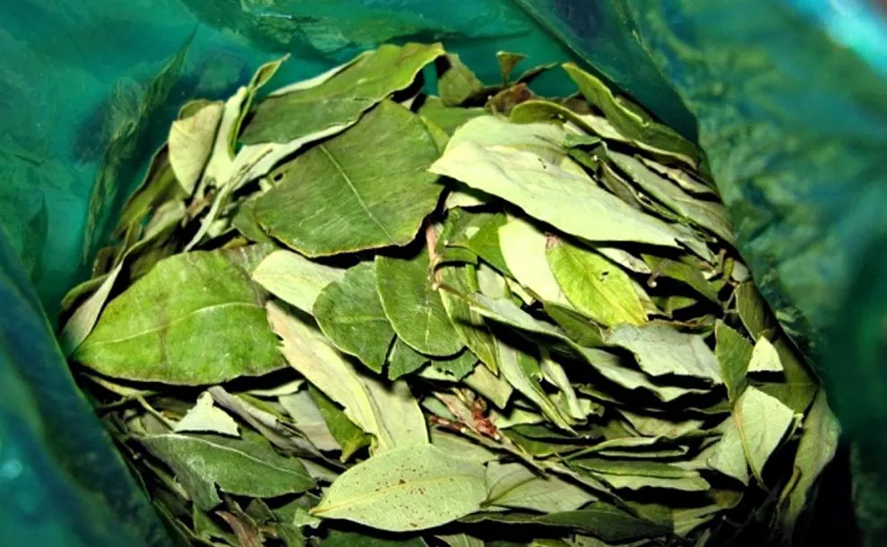 hojas-de-coca