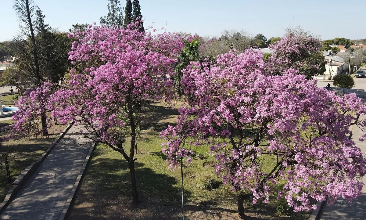 Lapachos