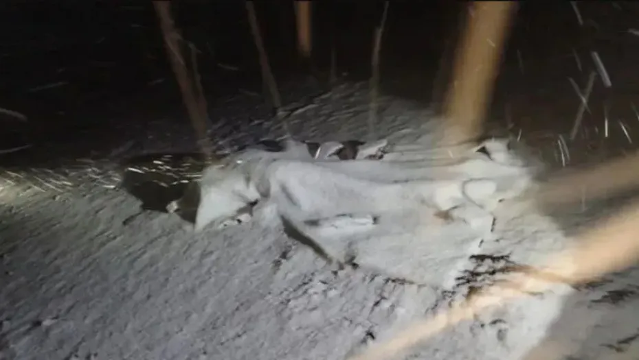 IMG_20241114_183330_(930_x_525_píxel)