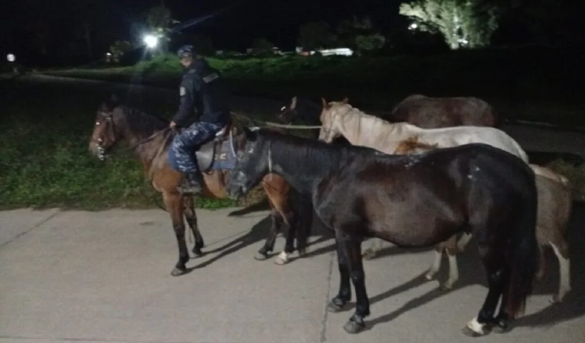 Caballos