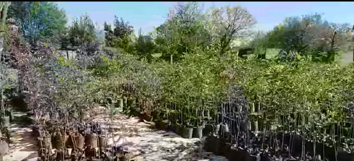 arboles