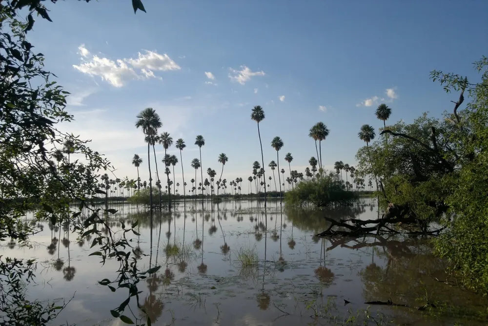 Los Palmares Apolinario Saravia