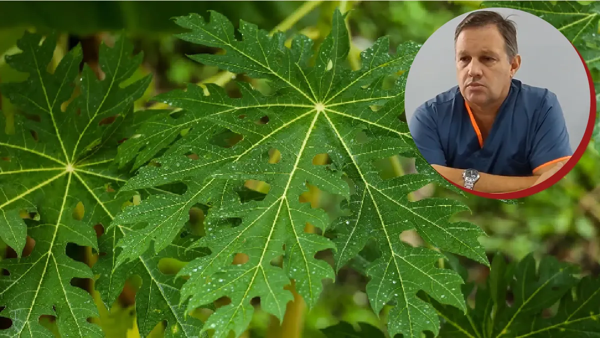 Papaya dengue