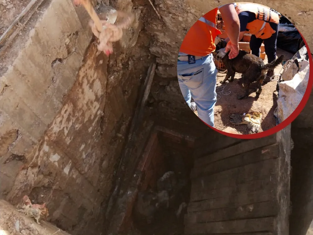 Rescatan a una mascota de una letrina