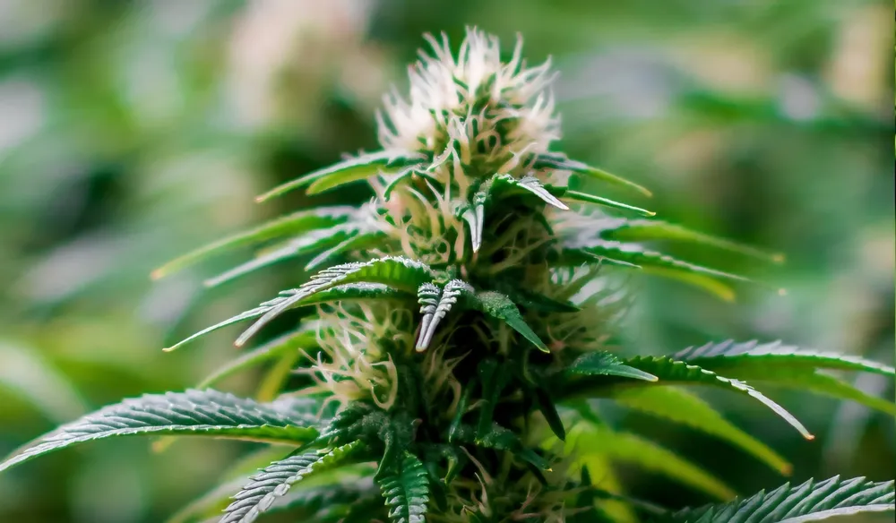 Screenshot_20260129_210305_Instagram