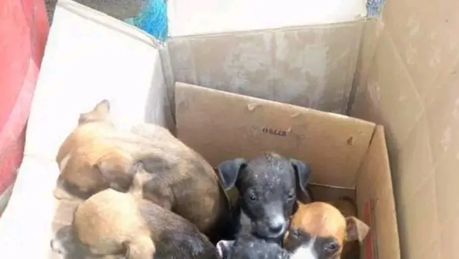 IMG_20240327_163046_(930_x_525_píxel)