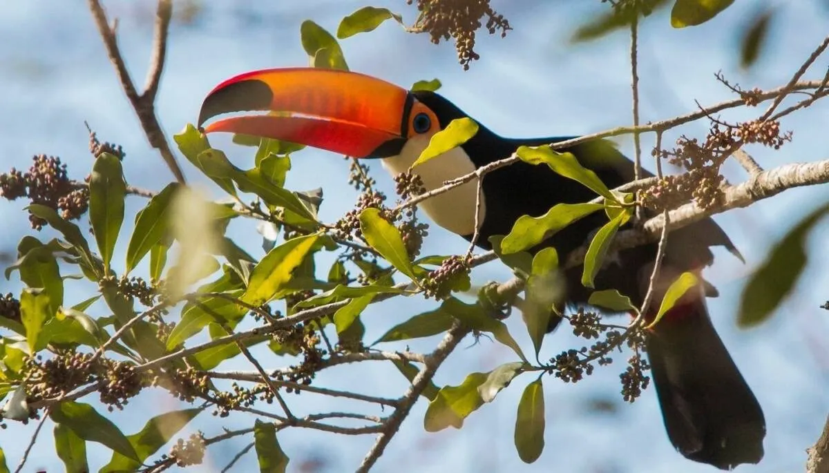 Tucan